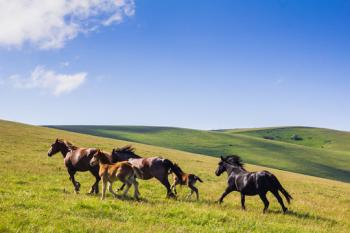 Allevare cavalli un atto socio-culturale che stimola l'indotto