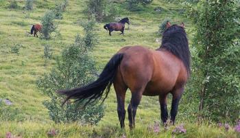 Addestramento del cavallo, un cambio di paradigma
