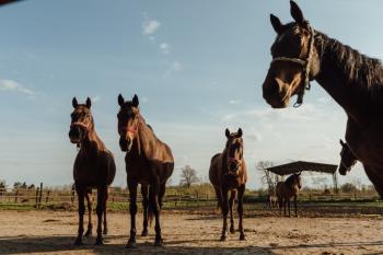 Recuperare cultura per prolungare vita sportiva cavalli
