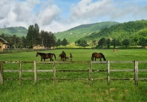 DA VELINO A GIO, DAL GALOPPO AL TROTTO