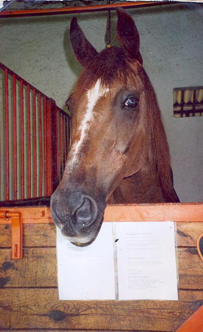 In Home Page Patrizia Carrano, Fiore e Otto. Qui sopra Fiore oggi. Cliccando sulla foto, Fiore a 15 anni con Partizia Carrano
