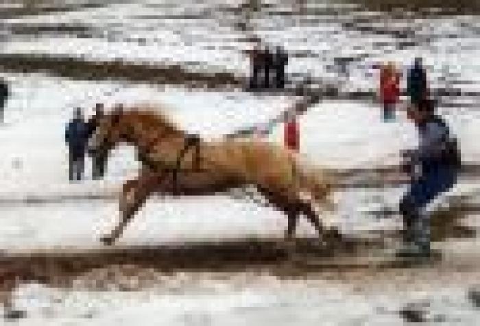 Cavalli sulla neve, uno spettacolo travolgente