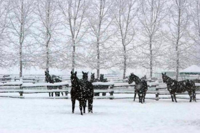 L\'Allevamento Il Grifone sotto la neve in una foto inviata da Piera Grella