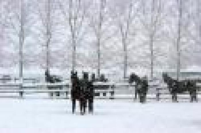 Anche il campionissimo Varenne è sotto la neve