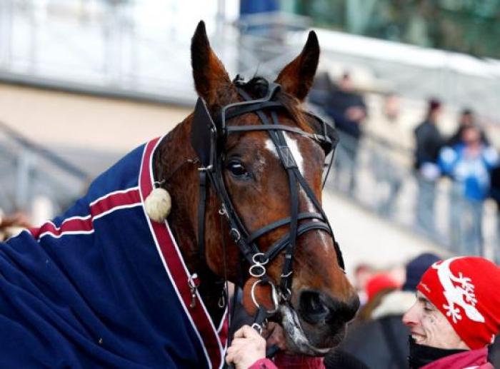 Un bel primo piano di ISMOS FP nella foto di Stefano Grasso per cavallo2000