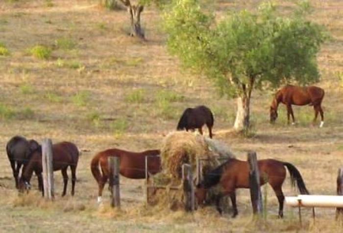 Il mondo dei cavalli: cifre sulle quali riflettere
