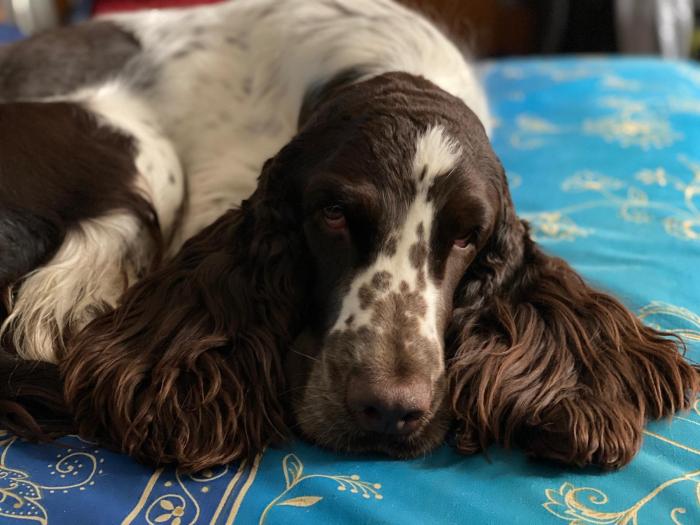 Quattrozampeinfiera punta sulla convivenza inclusiva Quattrozampeinfiera punta sulla convivenza inclusiva