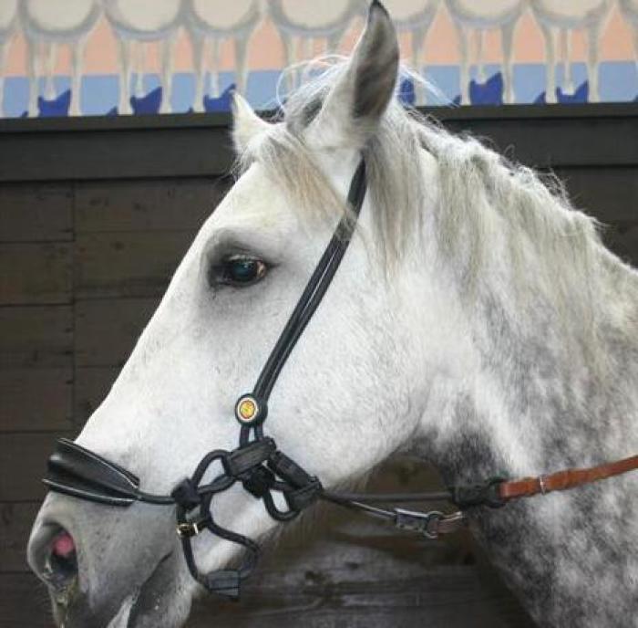 Un cavallo con la testiera presentata