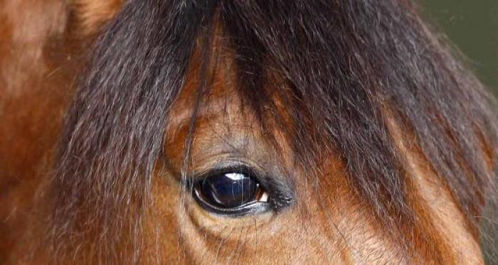 Lo sguardo di Lana del Rio nella bella foto di Stefano Grasso per cavallo2000