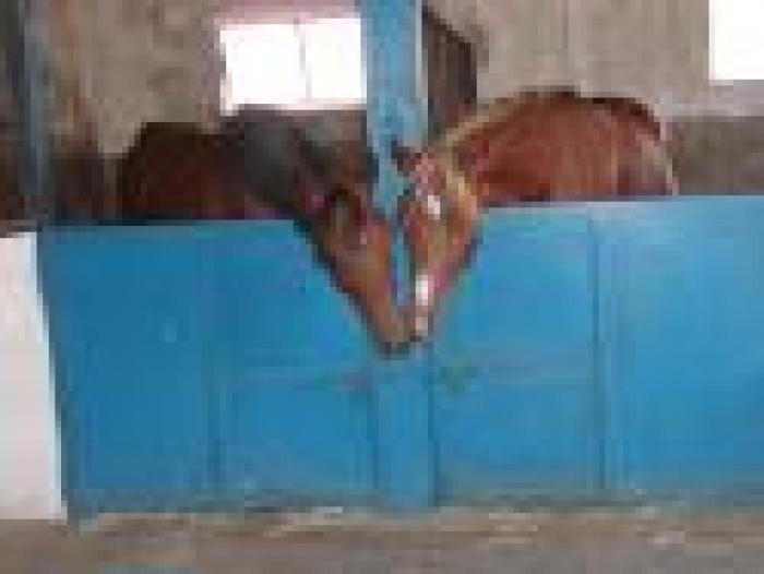 Il ''modellaggio comportamentale'' del cavallo