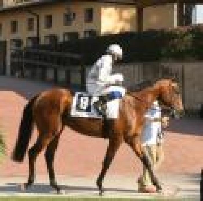 Il Cadetto,  il cavallo che nacque due volte