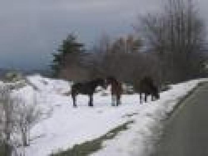 I cavalli dell'Aveto finalmente hanno una casa