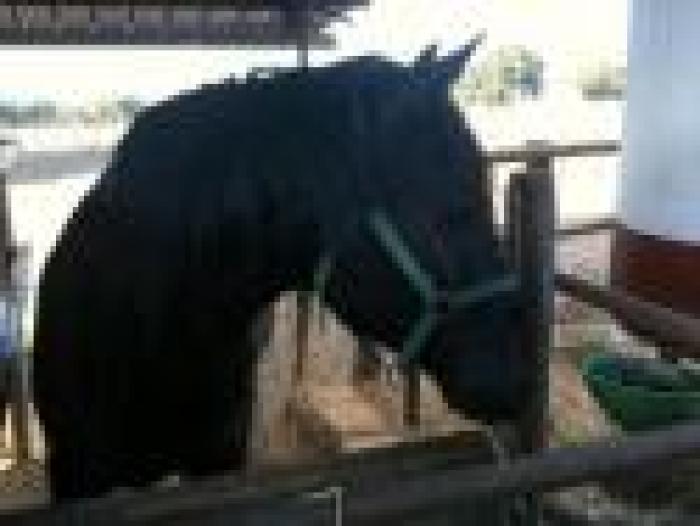 La commovente storia di Pedro:<br> come salvare un cavallo ''inutile'' La commovente storia di Pedro:<br> come salvare un cavallo ''inutile''