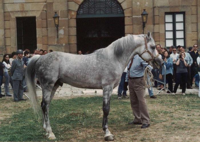 Cavallo Siciliano inserito nel programma genetico conservazione razze