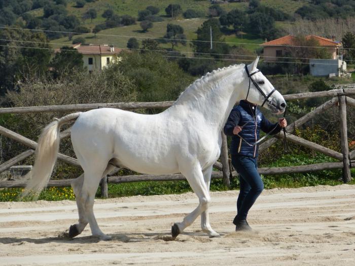 Centro di Riproduzione di Su Padru-Ozieri , presentazione stalloni ASVI