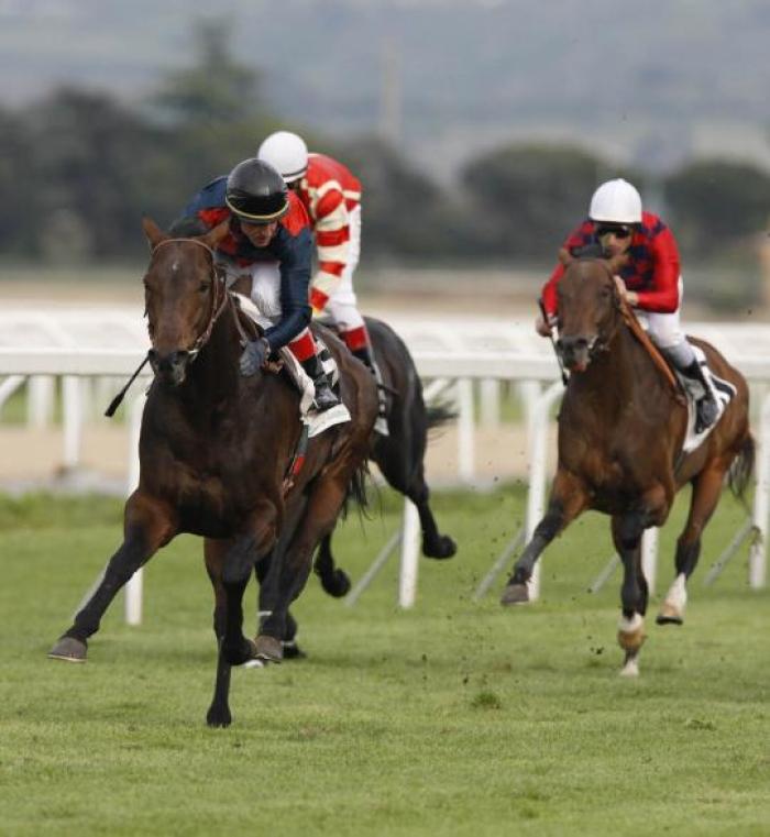 Miles Gloriosus nella foto di Stefano Grasso per cavallo2000