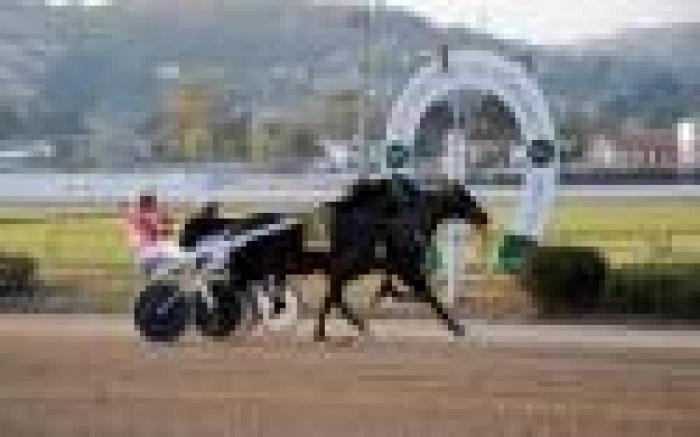 Trotto a Napoli, vincono Old Girl e Olmeer Bred