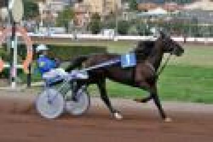 ''Così un cavallo e un sulky ti  cambiano la vita''