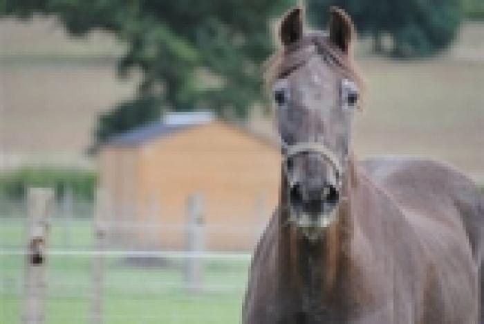 Guardate il cavallo più vecchio del  mondo: ha 51 anni