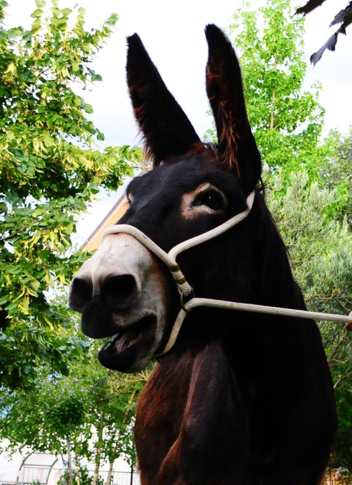 Il raglio dell'asino, ritmo originario della vita