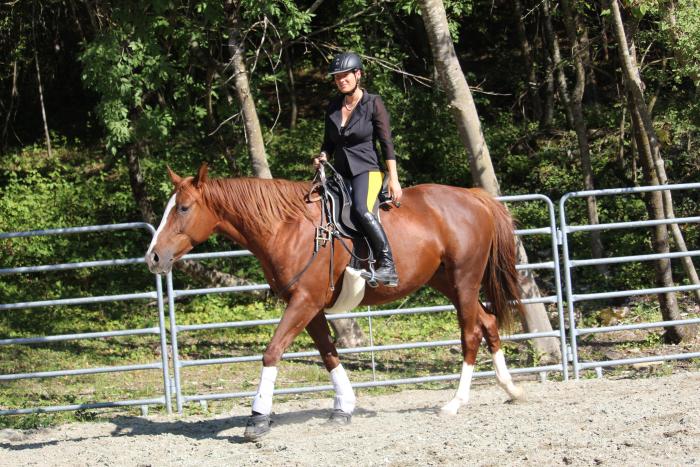 Un'occasione unica per chi vuole lavorare con i cavalli Un'occasione unica per chi vuole lavorare con i cavalli
