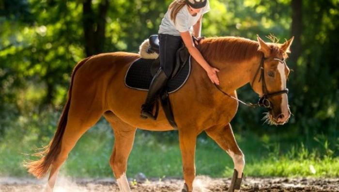 Riflessioni sull'addestramento e gestione del cavallo ( <em>parte prima</em>)