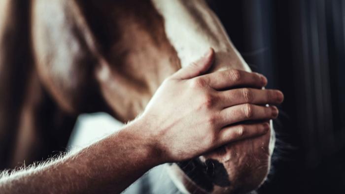 Riflessioni sull'addestramento e sulla gestione del cavallo ( parte seconda)