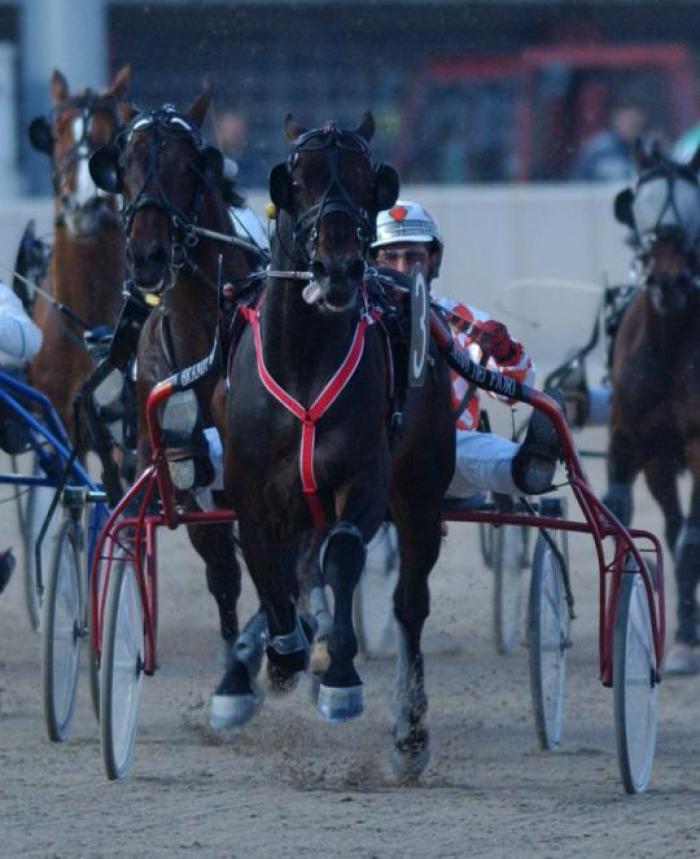 Brandy dei Fiori, il miglior cavallo allevato da Giuseppe Lombardo. Foto Stefano Grasso per cavallo2000