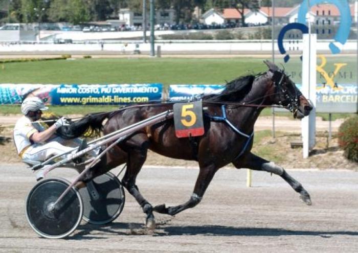 Ghibellino vincitore della prima batteria Foto Sophie Lanca Ghibellino vincitore della prima batteria Foto Sophie Lanca