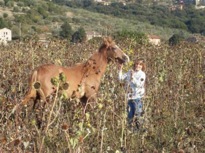 In home page Piergiorgio Paciotti con uno dei cavalli salvati, qui sopra Piergiorgio e il \'\'vecchio\'\' Quark- Sotto cliccando alcuni cavalli della scuderia.