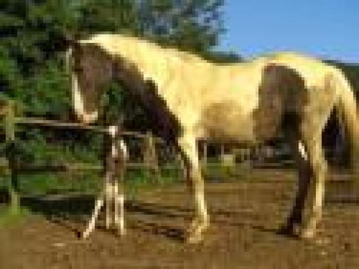 E' nata la prima Marwari Horse in Europa E' nata la prima Marwari Horse in Europa