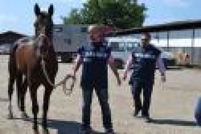 Corse clandestine in Campania: 12 denunciati