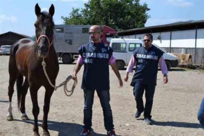 Uno dei cavalli salvati dai Carabinieri