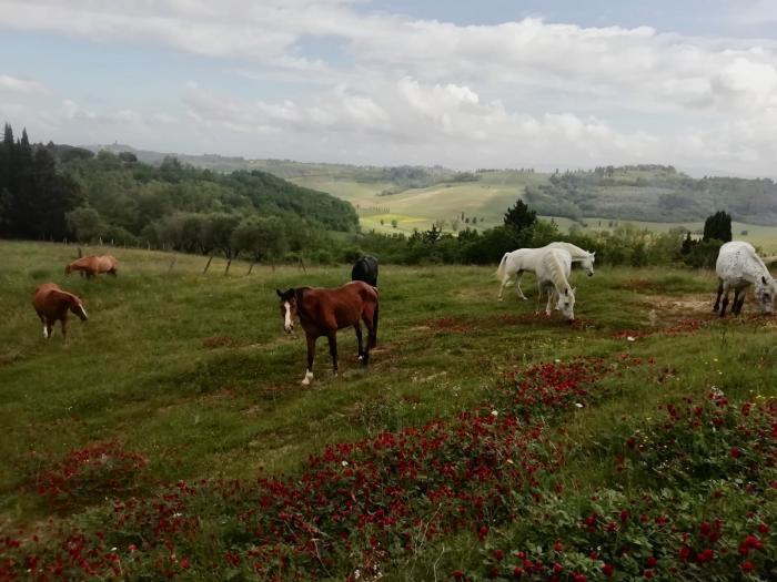 IHP a San Miniato una nuova casa per cavalli sieropositivi