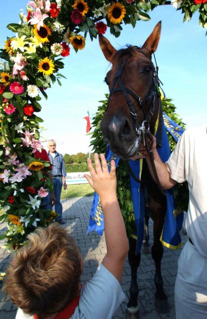 Daguet Rapide all\'Ippodromo dell\'Arcoveggio dopo la vittoria nel G.P. Continentale nel 2004. Foto Stefano Grasso per cavallo2000 Daguet Rapide all\'Ippodromo dell\'Arcoveggio dopo la vittoria nel G.P. Continentale nel 2004. Foto Stefano Grasso per cavallo2000