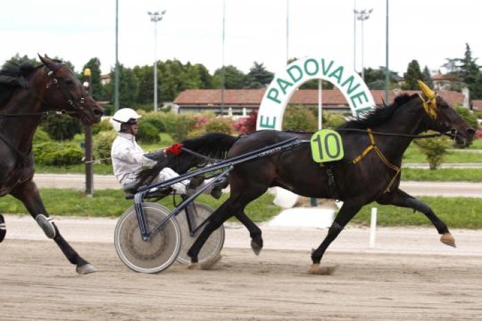 Qui sopra Canyon Cup in arrivo. Cliccando L\'assesore Luisa Boldrin ( prima a sinistra) mentre premia lo staff del cavallo vincitore. Foto Stefano Grasso per cavallo2000 Qui sopra Canyon Cup in arrivo. Cliccando L\'assesore Luisa Boldrin ( prima a sinistra) mentre premia lo staff del cavallo vincitore. Foto Stefano Grasso per cavallo2000