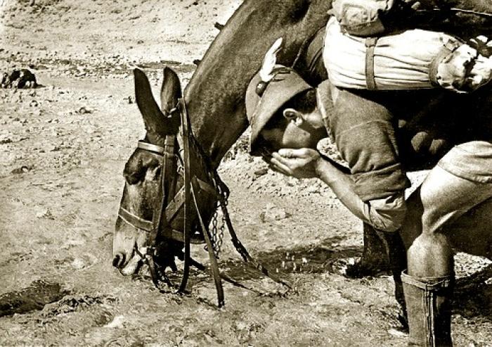 Iroso e Big Star, simboli della complessa relazione uomo-animale Iroso e Big Star, simboli della complessa relazione uomo-animale