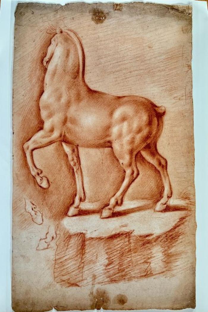 Racchiuse in una sanguigna le  proporzioni del cavallo secondo Leonardo