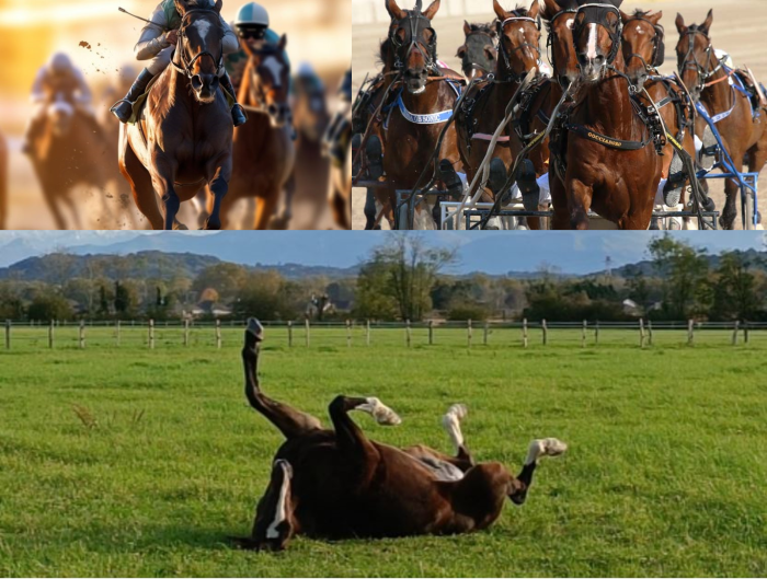 Cavalli da Corsa: Una Seconda Vita Fuori dalle Piste