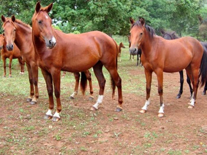 Opinione pubblica inglese e il cavallo sportivo Opinione pubblica inglese e il cavallo sportivo