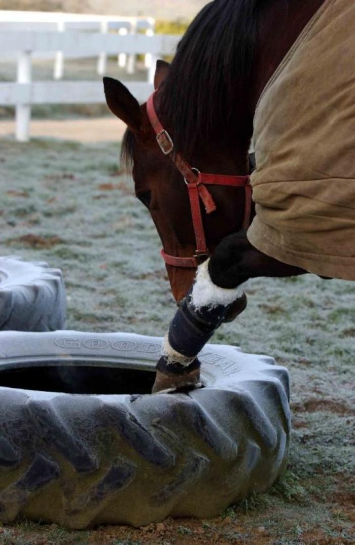 Daguet Rapide durante un suo soggiorno in Normandia. Foto Stefano Grasso per cavallo2000