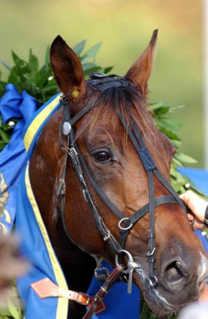Daguet Rapide dopo una delle sue tante vittorie. foto Stefano Grasso per cavallo2000