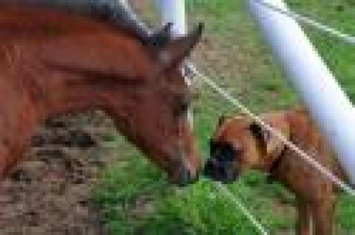 Cani e cavalli, concorso fotografico in Sardegna