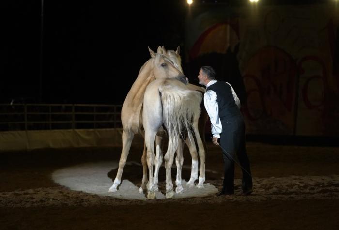 Cavalli Sotto La Torre 2026 , tradizione, arte equestre e nomi internazionali