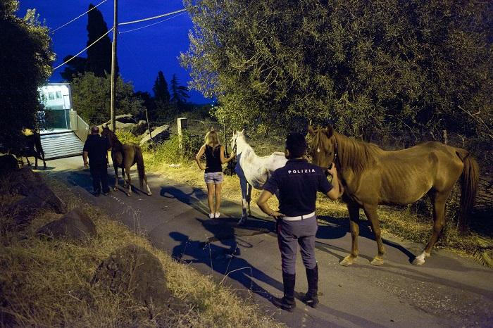 Catania, sequestrati 10 cavalli allo stremo Catania, sequestrati 10 cavalli allo stremo