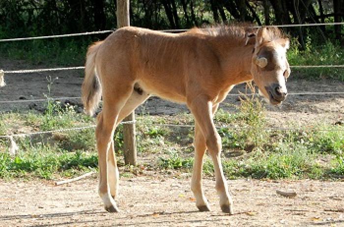 Al Centro di recupero IHP  è arrivato un puledrino molto speciale!
