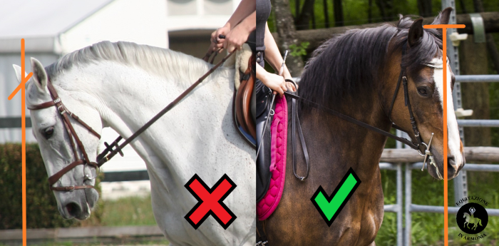 Maltrattamenti in equitazione, ma il sistema siamo noi