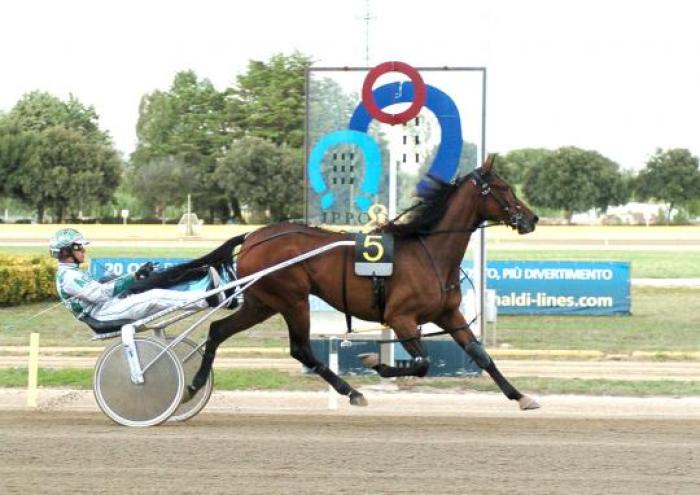 Lisa America l\'altra figlia del grande Varenne Lisa America l\'altra figlia del grande Varenne