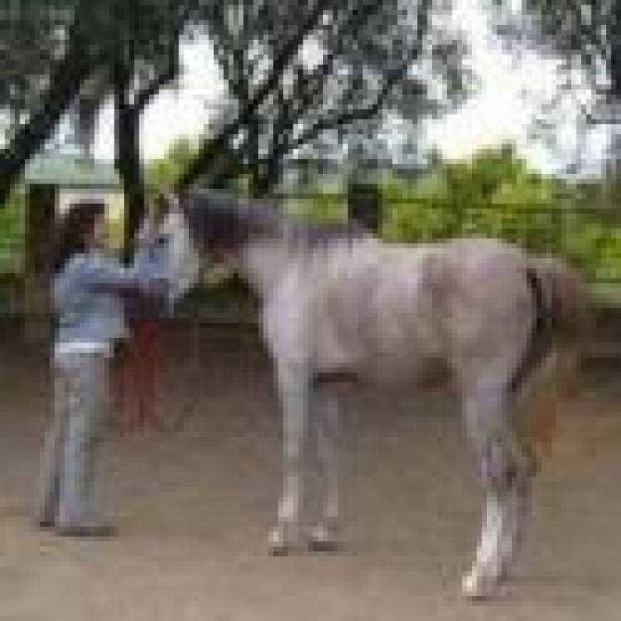 Uomo e cavallo, il modo vero per essere amici