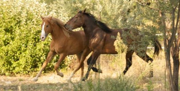 ''Cavalli in Italia, un mondo con troppi difetti''